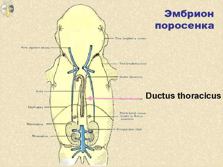 Эмбрион поросенка Ductus thoracicus 