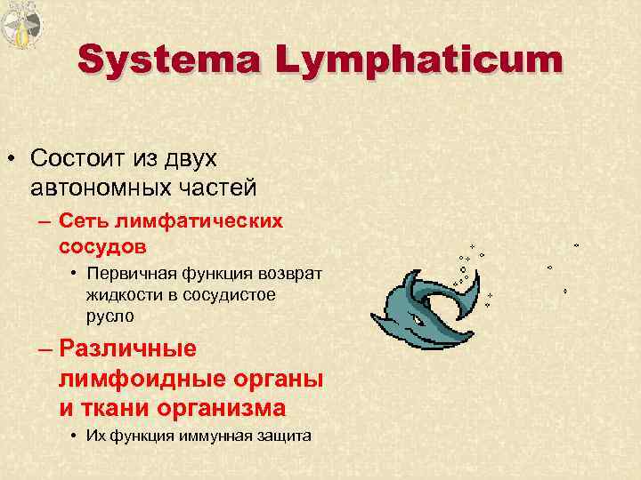 Systema Lymphaticum • Состоит из двух автономных частей – Сеть лимфатических сосудов • Первичная
