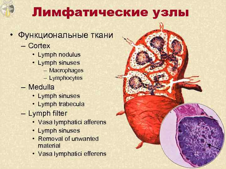 Лимфатические узлы • Функциональные ткани – Cortex • Lymph nodulus • Lymph sinuses –