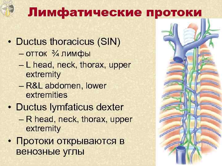 Лимфатические протоки • Ductus thoracicus (SIN) – отток ¾ лимфы – L head, neck,