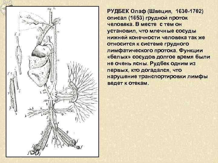 РУДБЕК Олаф (Швеция, 1630 -1702) описал (1653) грудной проток человека. В месте с тем