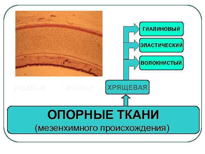 Опорная ткань