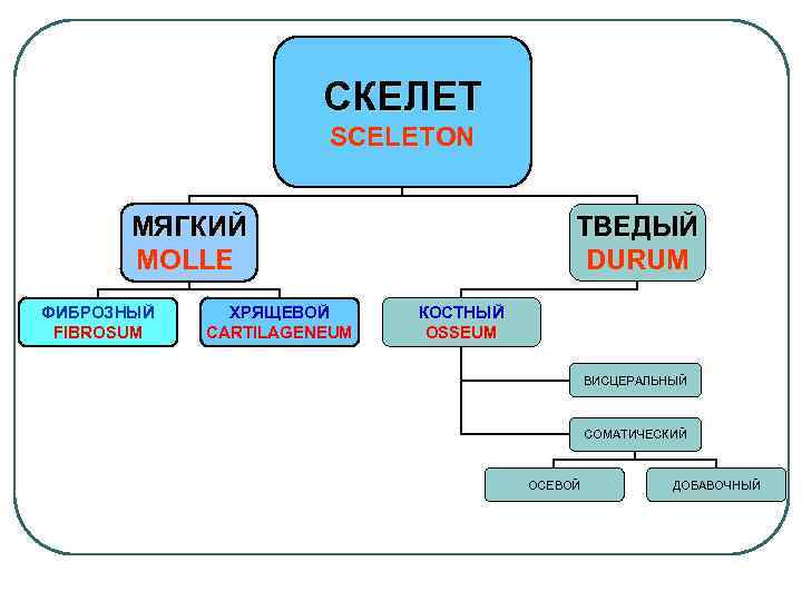 СКЕЛЕТ SCELETON МЯГКИЙ MOLLE ФИБРОЗНЫЙ FIBROSUM ХРЯЩЕВОЙ CARTILAGENEUM ТВЕДЫЙ DURUM КОСТНЫЙ OSSEUM ВИСЦЕРАЛЬНЫЙ СОМАТИЧЕСКИЙ