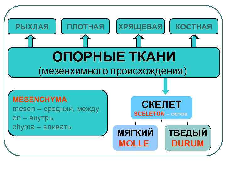 РЫХЛАЯ ПЛОТНАЯ ХРЯЩЕВАЯ КОСТНАЯ ОПОРНЫЕ ТКАНИ (мезенхимного происхождения) MESENCHYMA mesen – средний, между, en