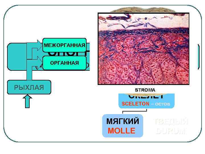 МЕЖОРГАННАЯ ОПОРНЫЕ ТКАНИ ОРГАННАЯ (мезенхимного происхождения) РЫХЛАЯ СКЕЛЕТ SCELETON – остов МЯГКИЙ MOLLE ТВЕДЫЙ