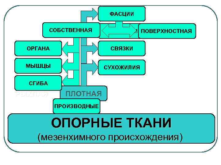 ФАСЦИИ СОБСТВЕННАЯ ОБОЛОЧКИ ПОВЕРХНОСТНАЯ ОРГАНА СВЯЗКИ МЫШЦЫ СУХОЖИЛИЯ СГИБА РЫХЛАЯ ПЛОТНАЯ ПРОИЗВОДНЫЕ ОПОРНЫЕ ТКАНИ