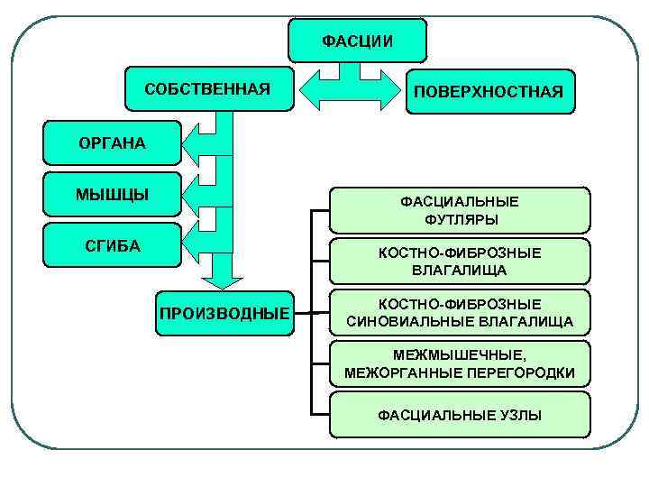 ФАСЦИИ СОБСТВЕННАЯ ПОВЕРХНОСТНАЯ ОРГАНА МЫШЦЫ ФАСЦИАЛЬНЫЕ ФУТЛЯРЫ СГИБА КОСТНО-ФИБРОЗНЫЕ ВЛАГАЛИЩА ПРОИЗВОДНЫЕ КОСТНО-ФИБРОЗНЫЕ СИНОВИАЛЬНЫЕ ВЛАГАЛИЩА