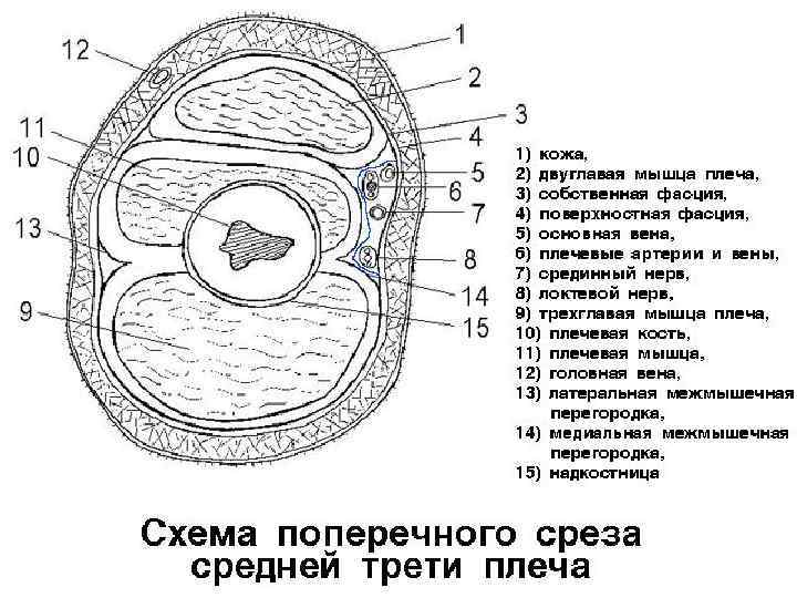 Поперечный распил кисти схема топографическая