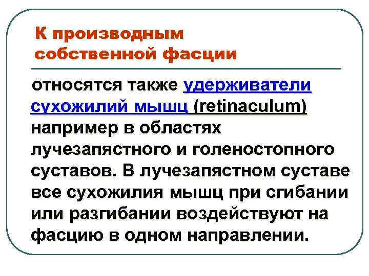 К производным собственной фасции относятся также удерживатели сухожилий мышц (retinaculum) например в областях лучезапястного