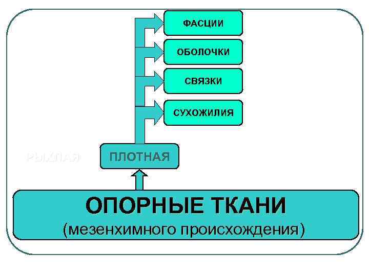 ФАСЦИИ ОБОЛОЧКИ СВЯЗКИ СУХОЖИЛИЯ РЫХЛАЯ ПЛОТНАЯ ОПОРНЫЕ ТКАНИ (мезенхимного происхождения) 