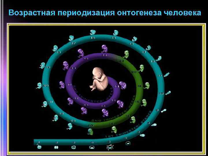 Возрастная периодизация онтогенеза человека 