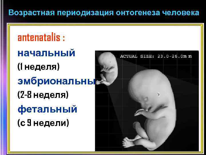 Возрастная периодизация онтогенеза человека antenatalis : начальный (1 неделя) эмбриональный (2 -8 неделя) фетальный