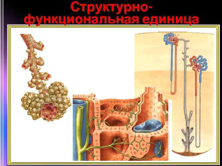 Структурнофункциональная единица 