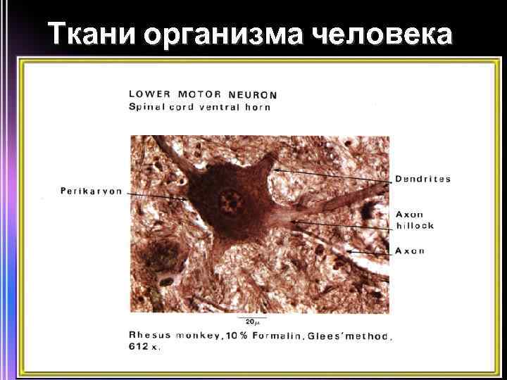 Ткани организма человека В теле человека имеются 4 вида тканей: 1. 2. 3. 4.