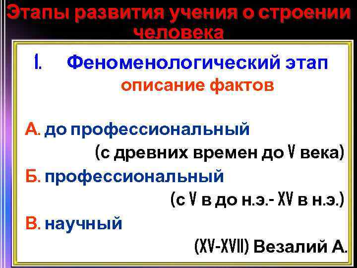 Этапы развития учения о строении человека 1. Феноменологический этап описание фактов А. до профессиональный