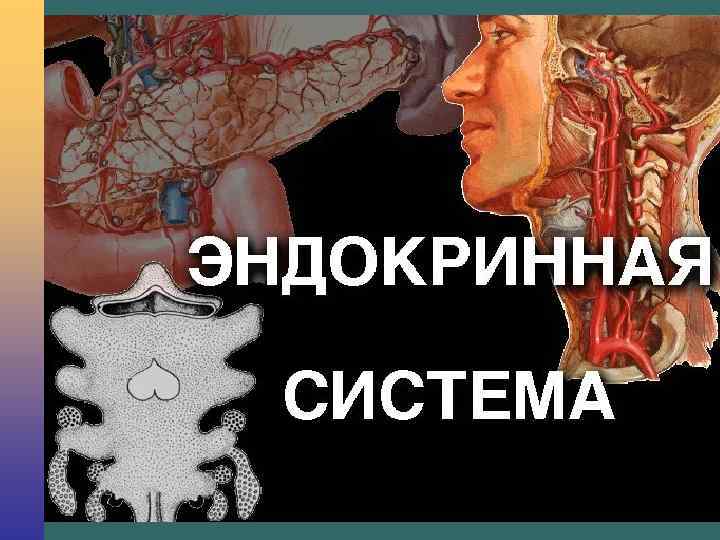 ENDOCRINE PHYSIOLOGY 