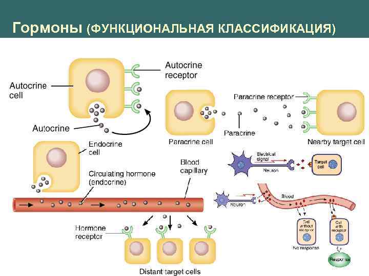 Гормоны (ФУНКЦИОНАЛЬНАЯ КЛАССИФИКАЦИЯ) 