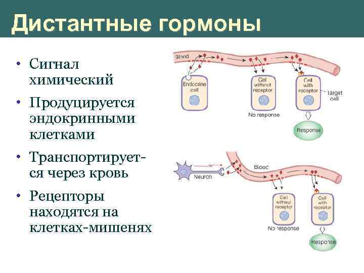 Дистантные гормоны • Сигнал химический • Продуцируется эндокринными клетками • Транспортируется через кровь •