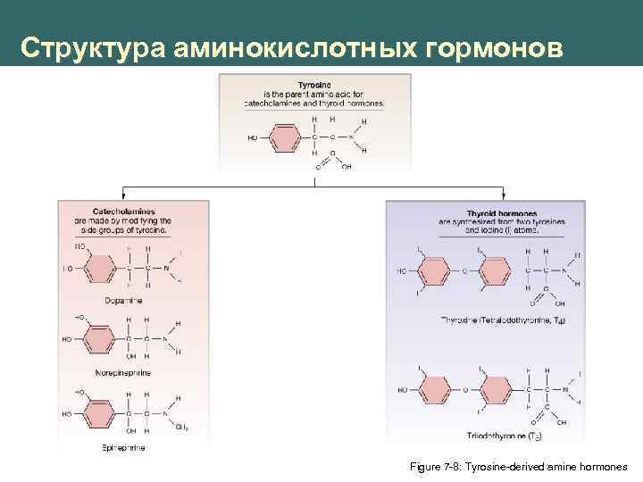 Структура аминокислотных гормонов Figure 7 -8: Tyrosine-derived amine hormones 