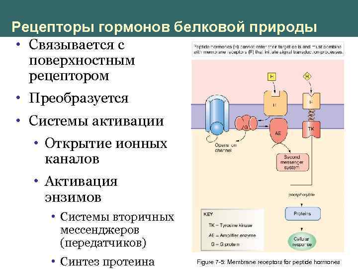 Гормоны белковой природы