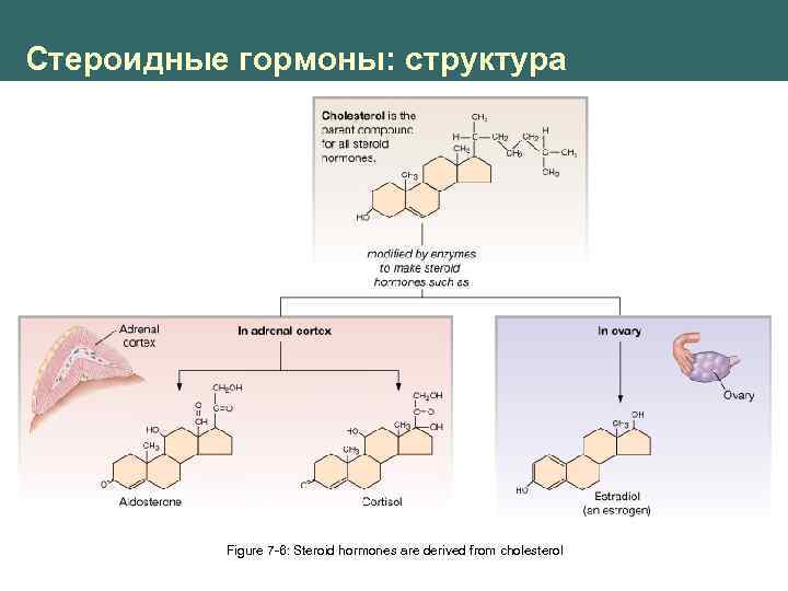 Стероидные гормоны: структура Figure 7 -6: Steroid hormones are derived from cholesterol 