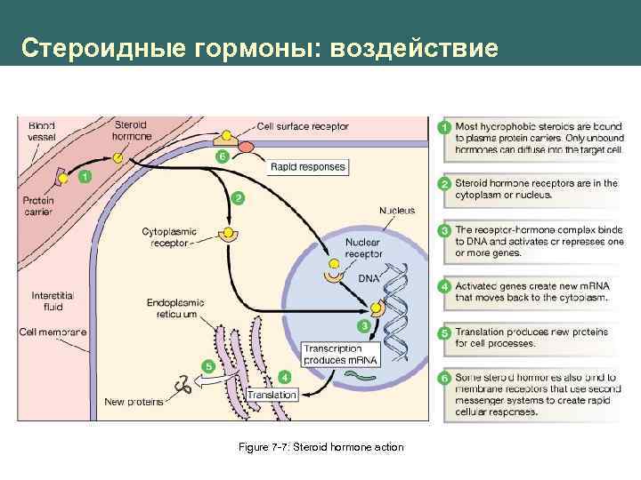 Стероидные гормоны: воздействие Figure 7 -7: Steroid hormone action 
