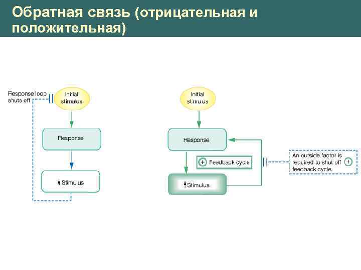 Положительная обратная связь. Положительная и отрицательная Обратная связь. Положительная Обратная связь и отрицательная Обратная связь. Отрицательная Обратная связь примеры. Положительная и отрицательная Обратная связь физиология.