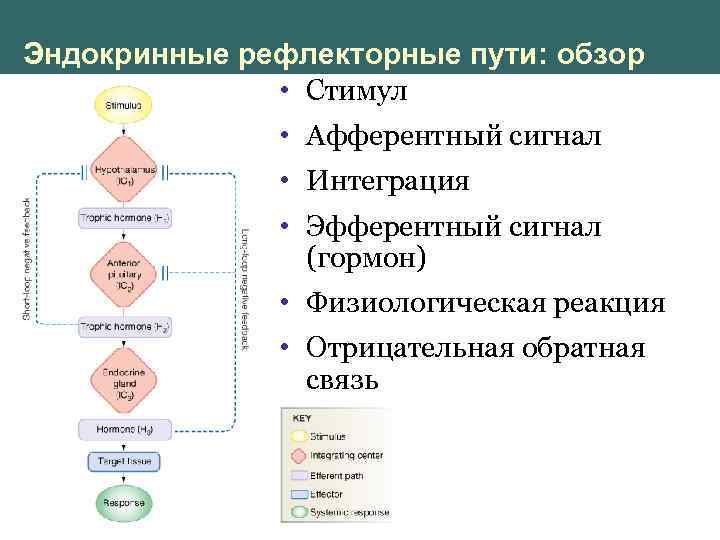 Эндокринные рефлекторные пути: обзор • Стимул • Афферентный сигнал • Интеграция • Эфферентный сигнал