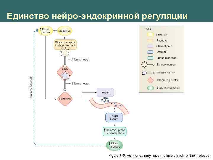 Единство нейро-эндокринной регуляции Figure 7 -9: Hormones may have multiple stimuli for their release