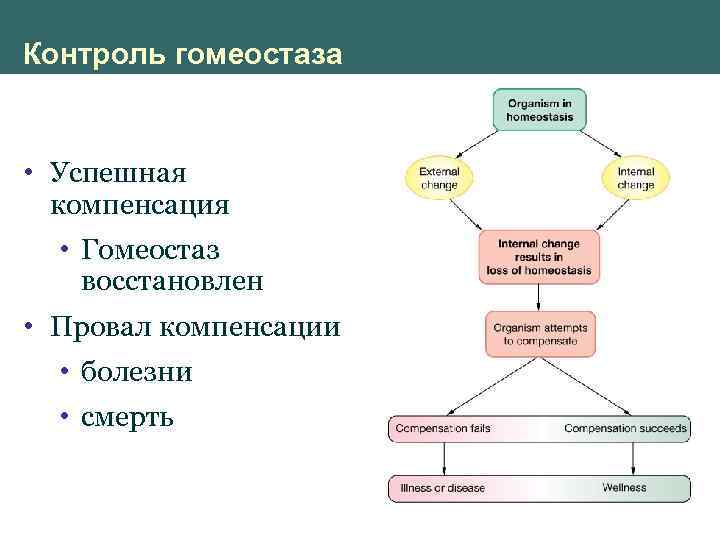 Функциональная система гомеостаз