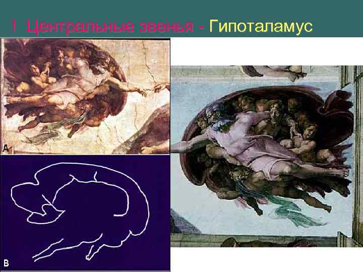 I Центральные звенья - Гипоталамус 