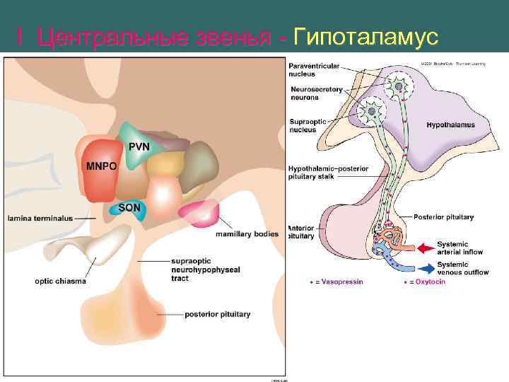 I Центральные звенья - Гипоталамус Мелкоклеточные ядра • через сосудистую (портальную) систему Крупноклеточные ядра