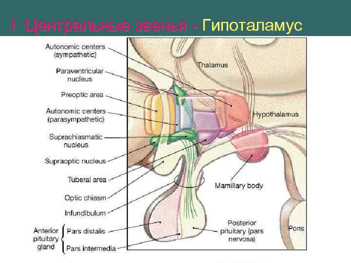 I Центральные звенья - Гипоталамус 