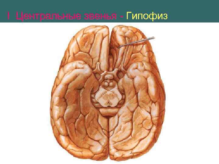 I Центральные звенья - Гипофиз 