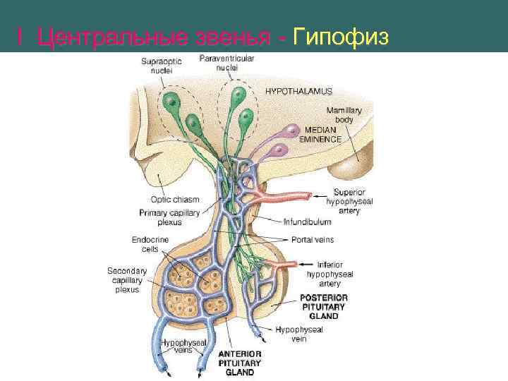 I Центральные звенья - Гипофиз 