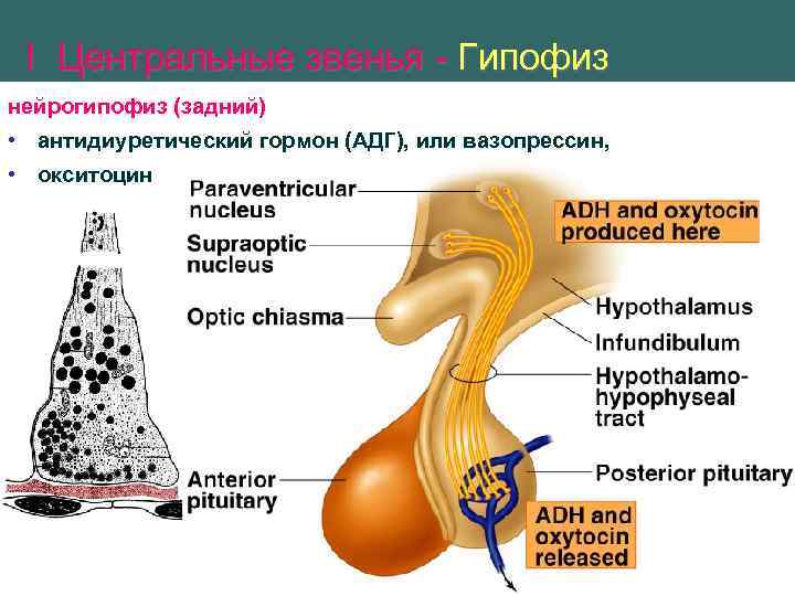 Нейрогипофиз. Нейрогипофиз физиология. Строение гипофиза и его гормоны. Вазопрессин гормон гипофиза. Гипофиз нейрогипофиз.