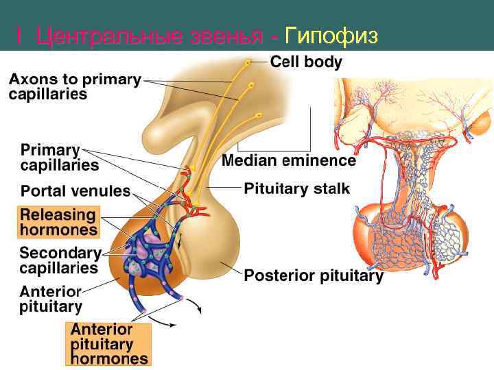 I Центральные звенья - Гипофиз 