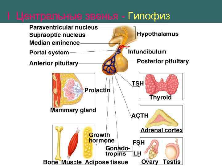 I Центральные звенья - Гипофиз 