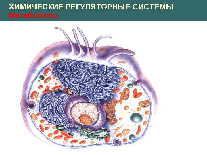 ХИМИЧЕСКИЕ РЕГУЛЯТОРНЫЕ СИСТЕМЫ Метаболиты 