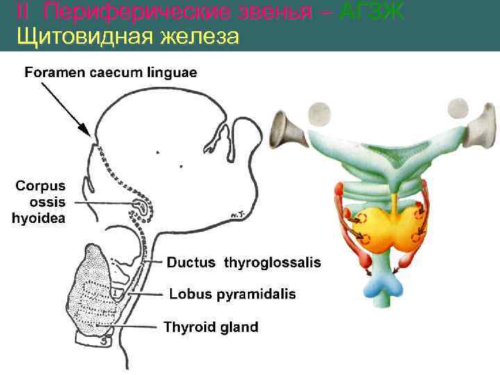 II Периферические звенья – АГЗЖ Щитовидная железа 