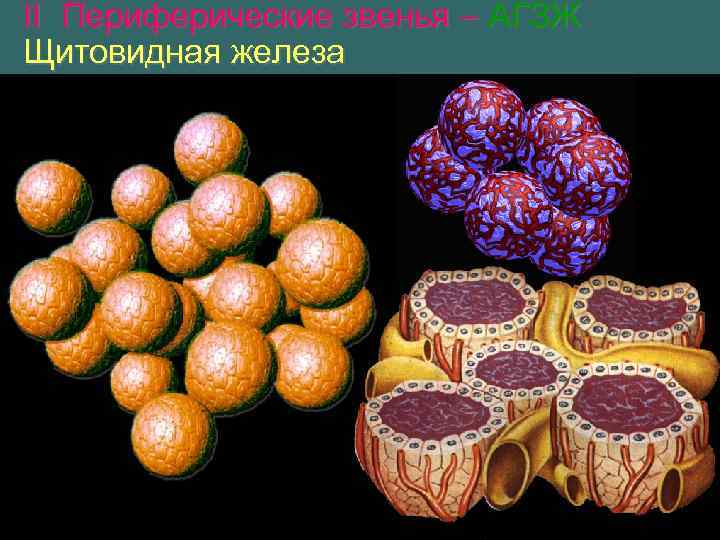 II Периферические звенья – АГЗЖ Щитовидная железа 