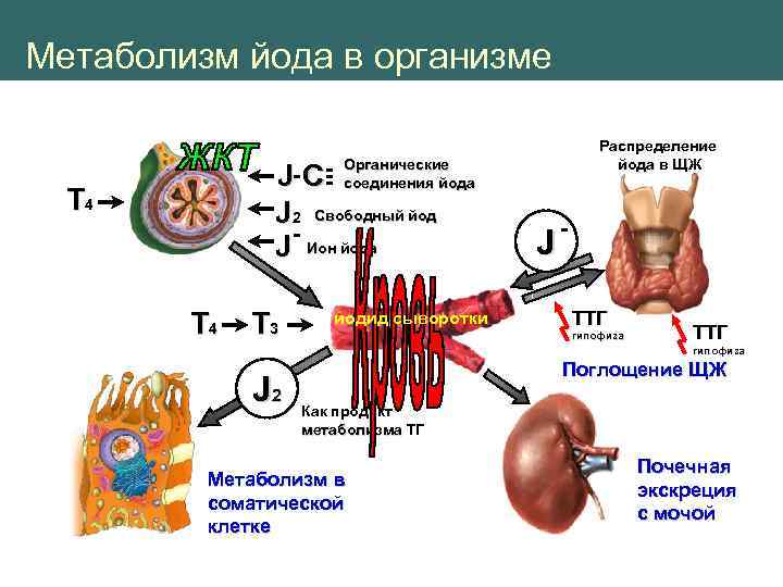 Схема загрузка йодом