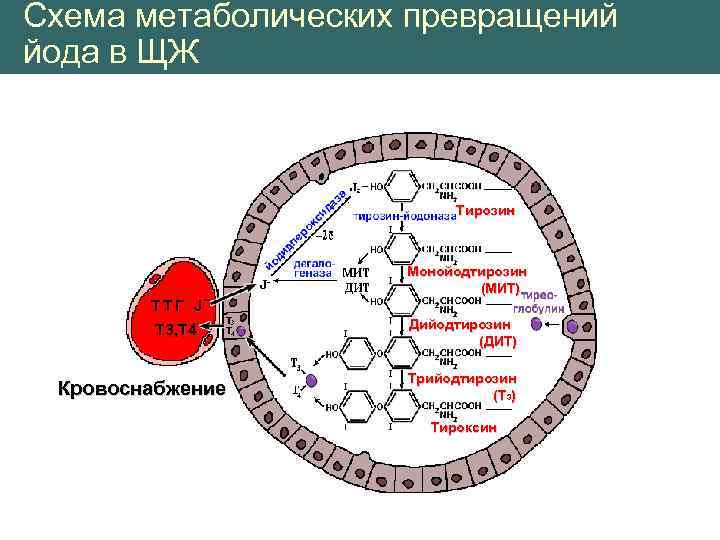 Схема метаболических превращений йода в ЩЖ Тирозин ТТГ J Т 3, Т 4 Кровоснабжение