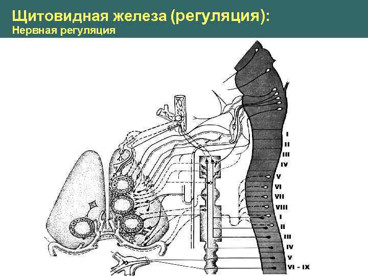Щитовидная железа (регуляция): Нервная регуляция 