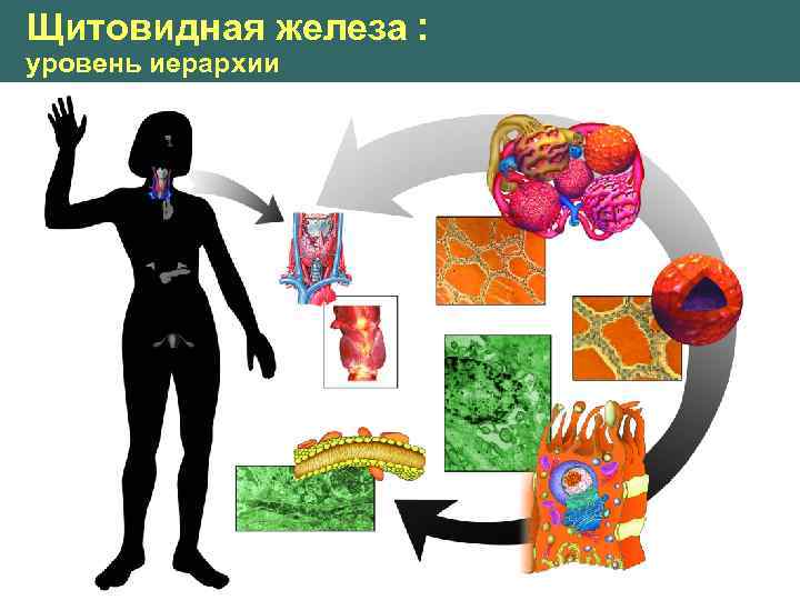 Щитовидная железа : уровень иерархии 