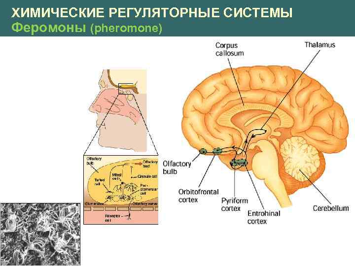 ХИМИЧЕСКИЕ РЕГУЛЯТОРНЫЕ СИСТЕМЫ Феромоны (pheromone) 