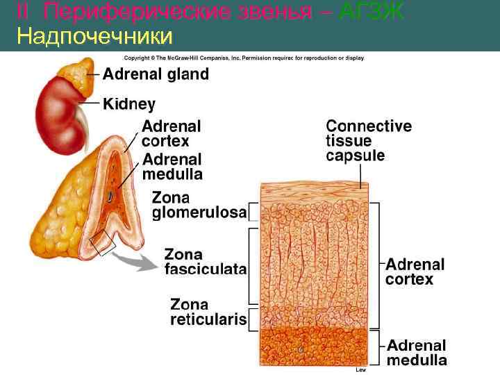 II Периферические звенья – АГЗЖ Надпочечники 