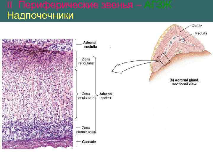 II Периферические звенья – АГЗЖ Надпочечники 
