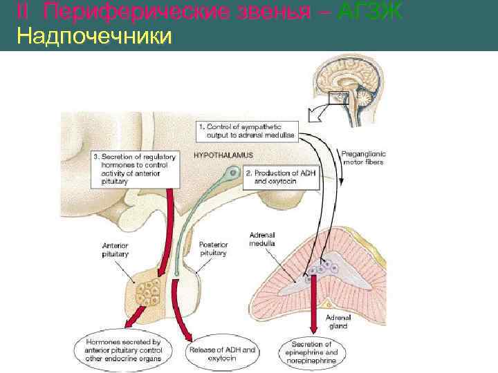 II Периферические звенья – АГЗЖ Надпочечники 