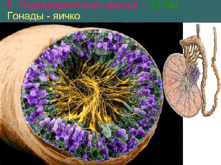 II Периферические звенья – АГЗЖ Гонады - яичко 